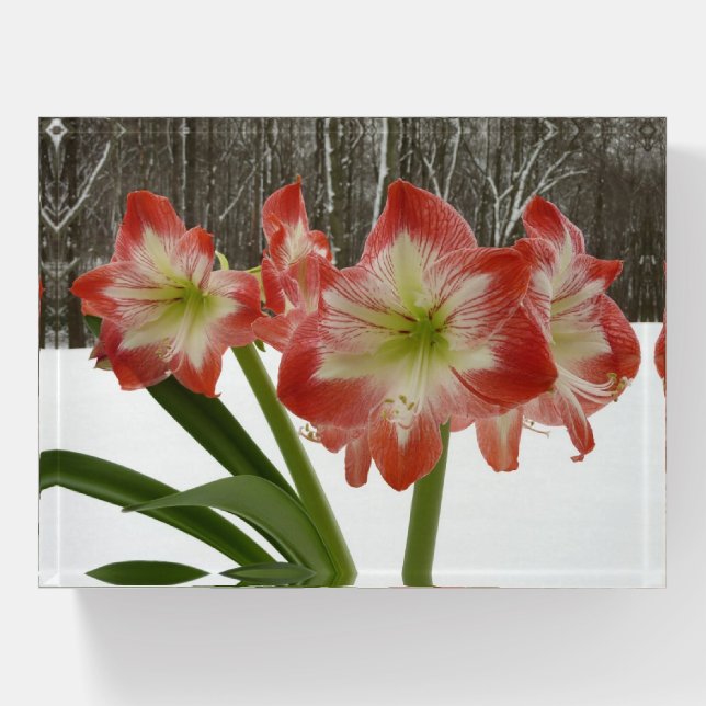 Amaryllis in Snow Red Holiday Winter Floral Paperweight (Front)