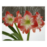Amaryllis in Snow Red Holiday Winter Floral Photo Print