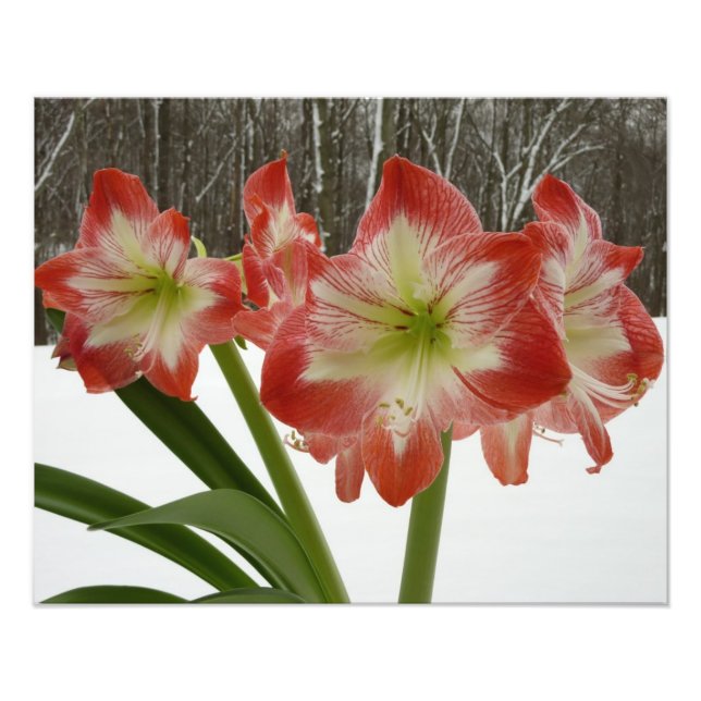 Amaryllis in Snow Red Holiday Winter Floral Photo Print (Front)
