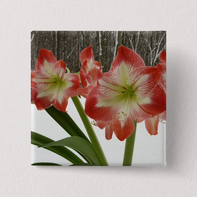 Amaryllis in Snow Red Holiday Winter Floral Pinback Button (Front)