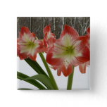 Amaryllis in Snow Red Holiday Winter Floral Pinback Button