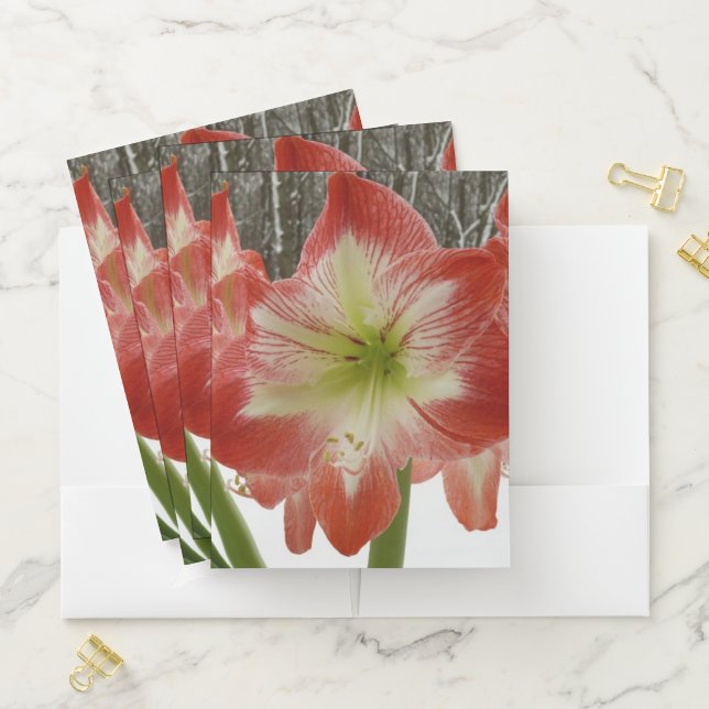 Amaryllis in Snow Red Holiday Winter Floral Pocket Folder (In Situ)