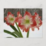 Amaryllis in Snow Red Holiday Winter Floral Postcard