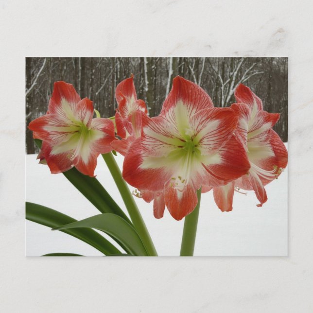 Amaryllis in Snow Red Holiday Winter Floral Postcard (Front)