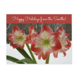 Amaryllis in Snow Red Holiday Winter Floral Postcard