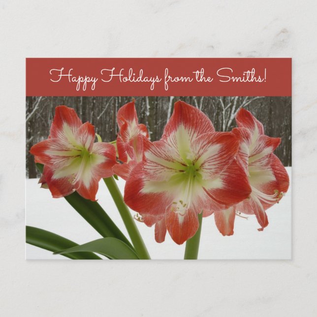 Amaryllis in Snow Red Holiday Winter Floral Postcard (Front)