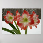 Amaryllis in Snow Red Holiday Winter Floral Poster