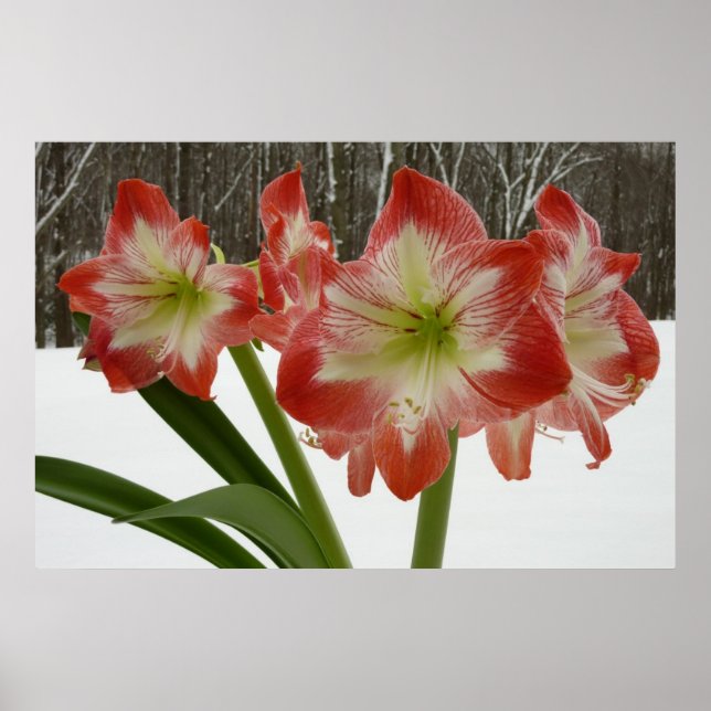 Amaryllis in Snow Red Holiday Winter Floral Poster (Front)