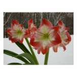 Amaryllis in Snow Red Holiday Winter Floral Poster