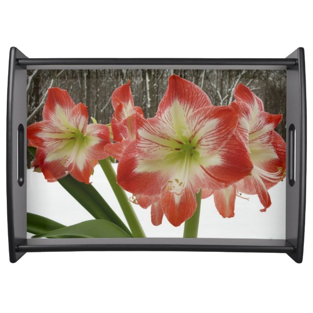 Amaryllis in Snow Red Holiday Winter Floral Serving Tray (Front)