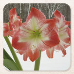 Amaryllis in Snow Red Holiday Winter Floral Square Paper Coaster