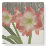 Amaryllis in Snow Red Holiday Winter Floral Stone Coaster