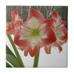 Amaryllis in Snow Red Holiday Winter Floral Tile