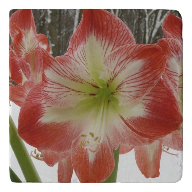 Amaryllis in Snow Red Holiday Winter Floral Trivet (Front)