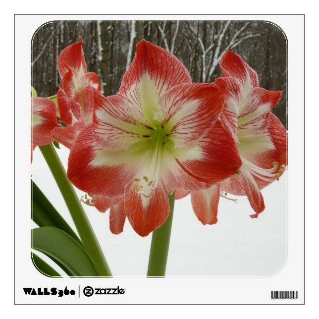 Amaryllis in Snow Red Holiday Winter Floral Wall Decal (Front)