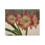 Amaryllis in Snow Red Holiday Winter Floral Wood Poster