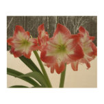 Amaryllis in Snow Red Holiday Winter Floral Wood Wall Art