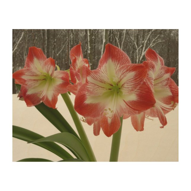 Amaryllis in Snow Red Holiday Winter Floral Wood Wall Art (Front)