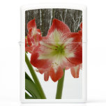 Amaryllis in Snow Red Holiday Winter Floral Zippo Lighter