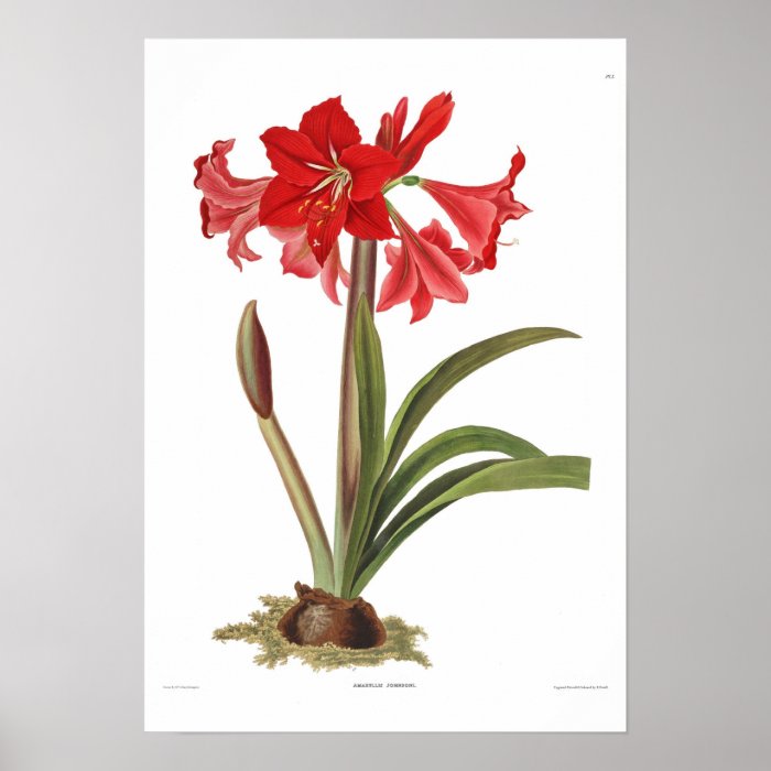 Amaryllis johnsoni poster