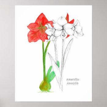 Amaryllis Language Of Flowers Botanical Plant Art Poster by CountryGarden at Zazzle