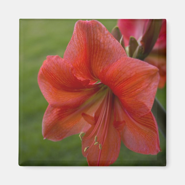 Amaryllis Magnet (Front)