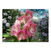 Amaryllis, National Botanic Garden, Washington, DC (Front Horizontal)