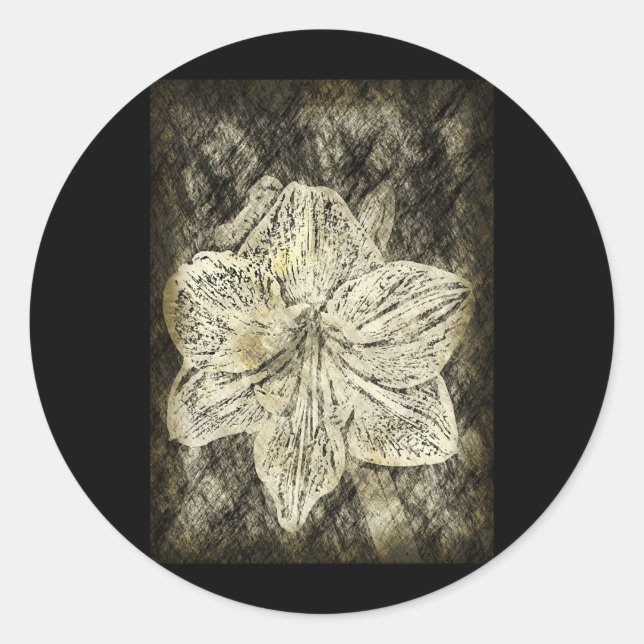Amaryllis Old Time Sketch Classic Round Sticker (Front)
