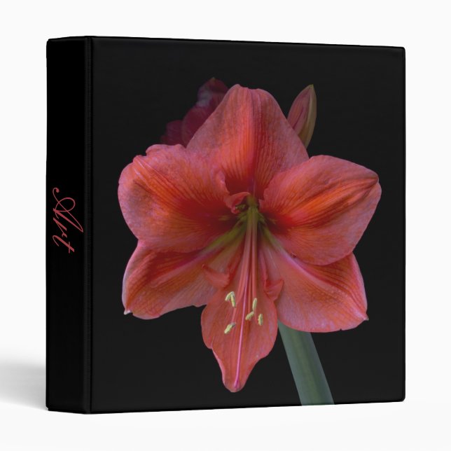 Amaryllis On Black Binder (Front/Spine)