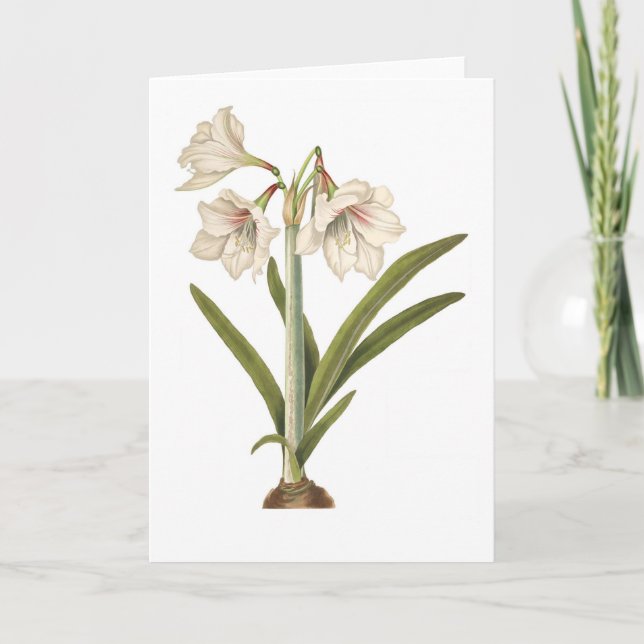 Amaryllis picta card (Front)