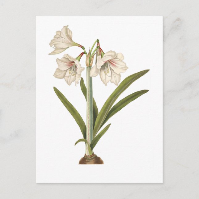 Amaryllis picta postcard (Front)