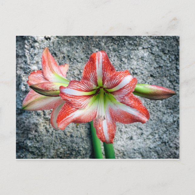 Amaryllis Postcard (Front)