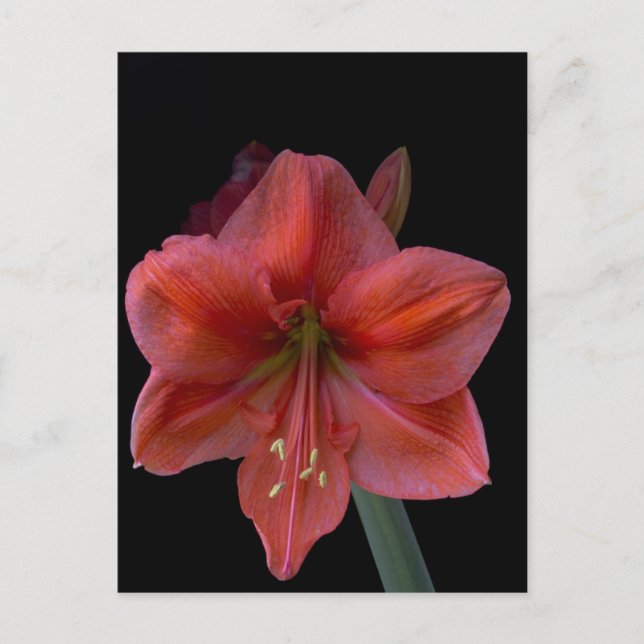 Amaryllis Postcard (Front)