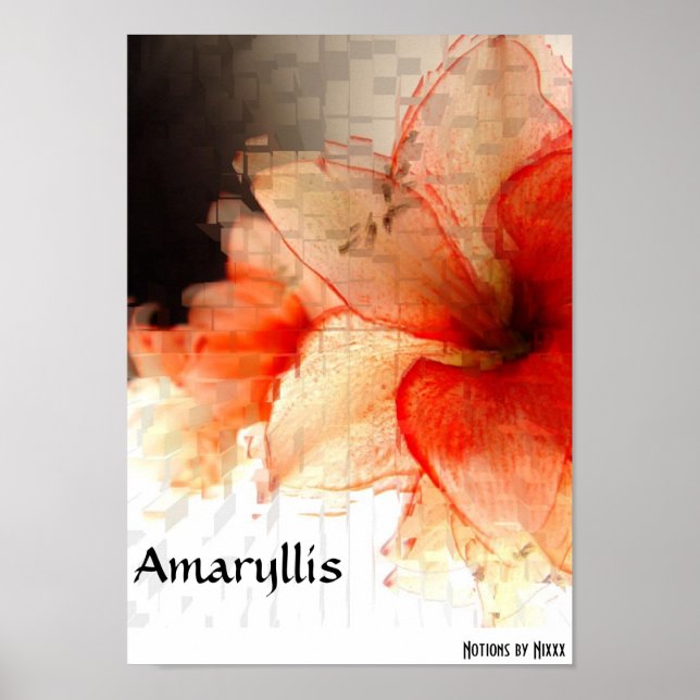 Amaryllis Poster (Front)