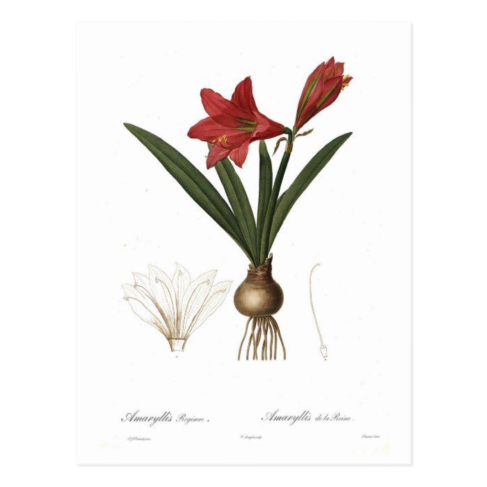 Amaryllis reginae postcards