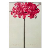 Amaryllis Sarniensis, or Narcissus (Front)
