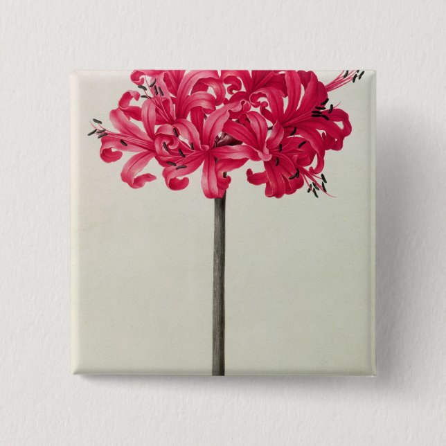 Amaryllis Sarniensis, or Narcissus Button (Front)