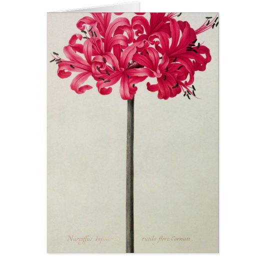 Amaryllis Sarniensis, or Narcissus Cards (Front)
