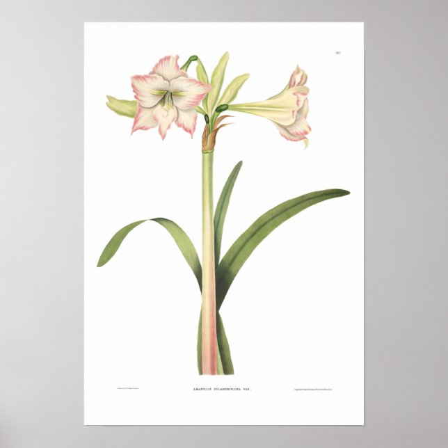 Amaryllis solandriflora poster (Front)