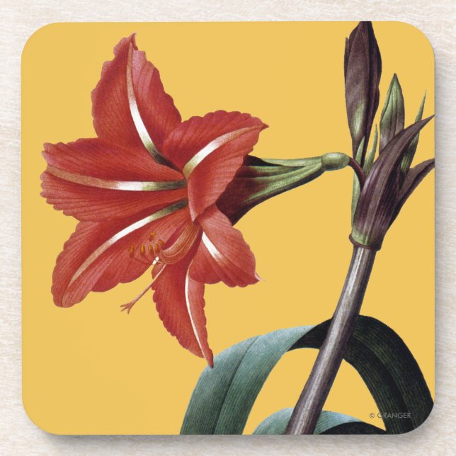 Amaryllis Striped Beverage Coaster (Front)