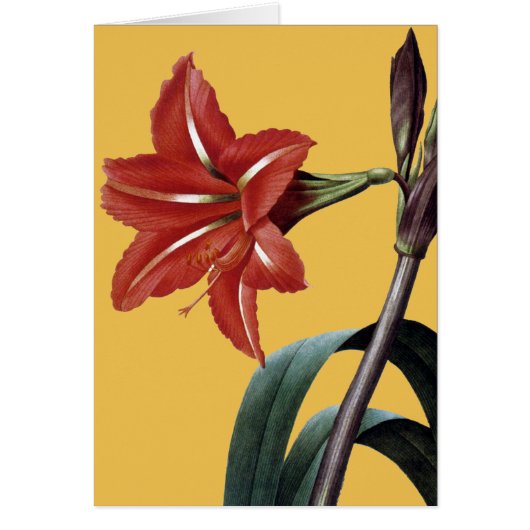 Amaryllis Striped Cards (Front)