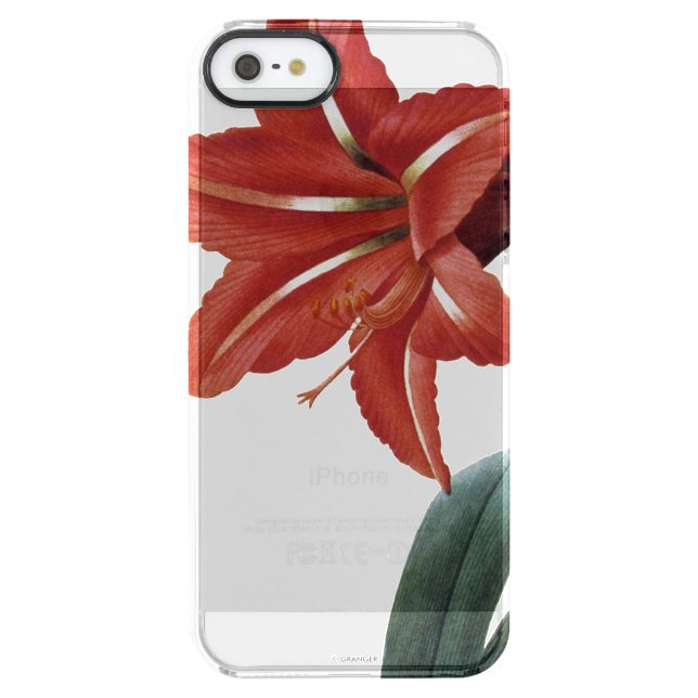 Amaryllis Striped Uncommon iPhone Case (Back)