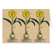 Amaryllis Tulip Botanical Garden Flower (Front Horizontal)