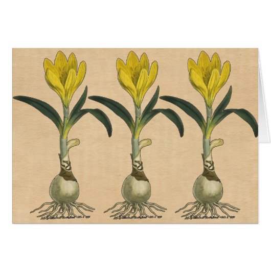 Amaryllis Tulip Botanical Garden Flower (Front Horizontal)