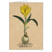 Amaryllis Tulip Botanical Garden Flower (Front)