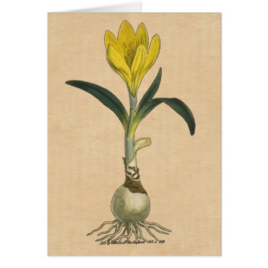 Amaryllis Tulip Botanical Garden Flower (Front)