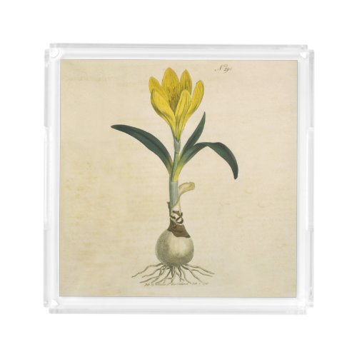 Amaryllis Tulip Botanical Garden Flower Acrylic Tray
