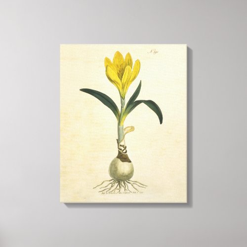 Amaryllis Tulip Botanical Garden Flower Canvas Print