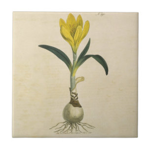 Amaryllis Tulip Botanical Garden Flower Ceramic Tile