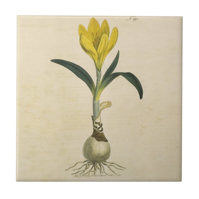 Amaryllis Tulip Botanical Garden Flower Ceramic Tile (Front)